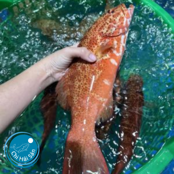 Cá mú đỏ: 0.5–1.2 kg/con