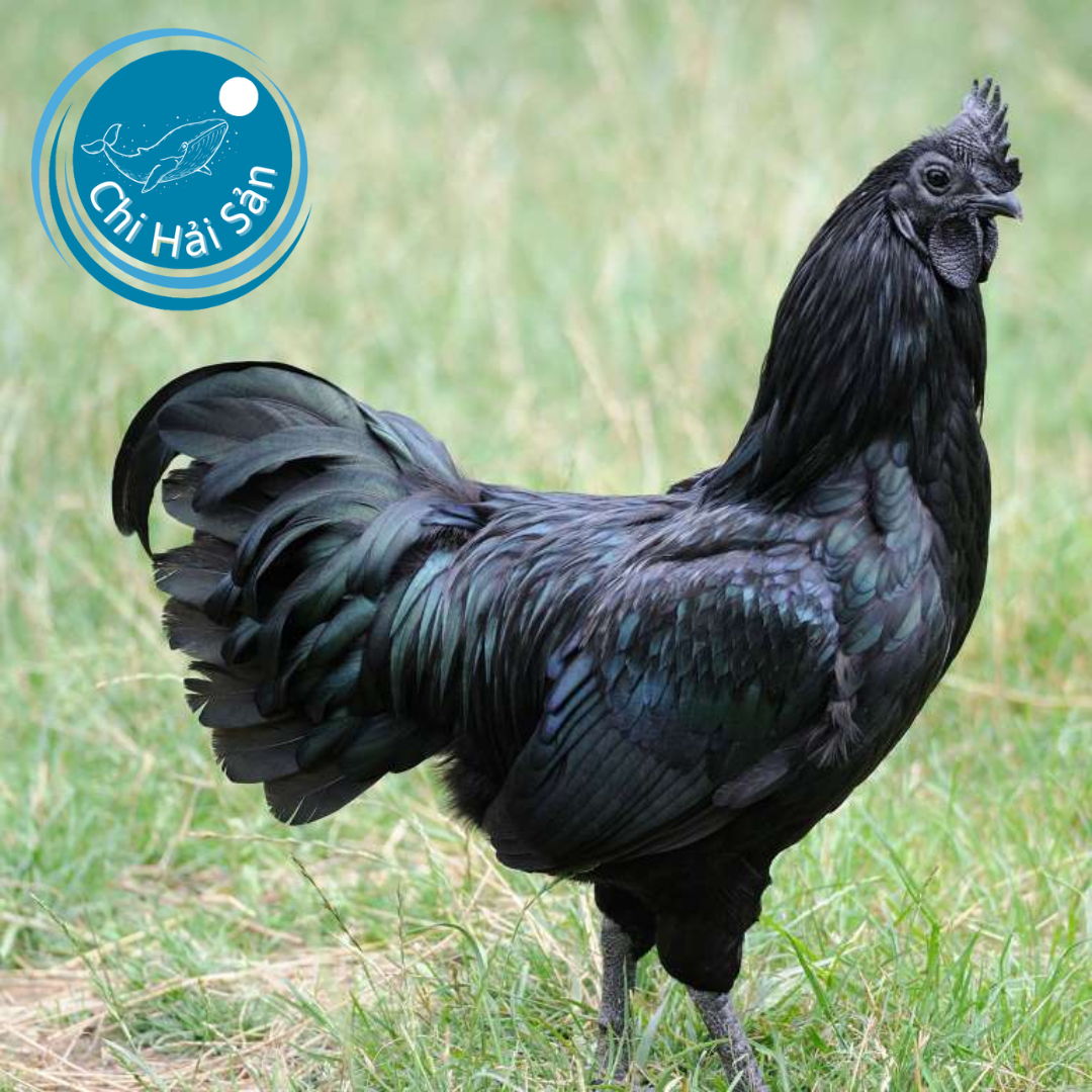 Gà H’Mông — Đặc sản núi rừng Tây Bắc, tinh hoa ẩm thực Việt