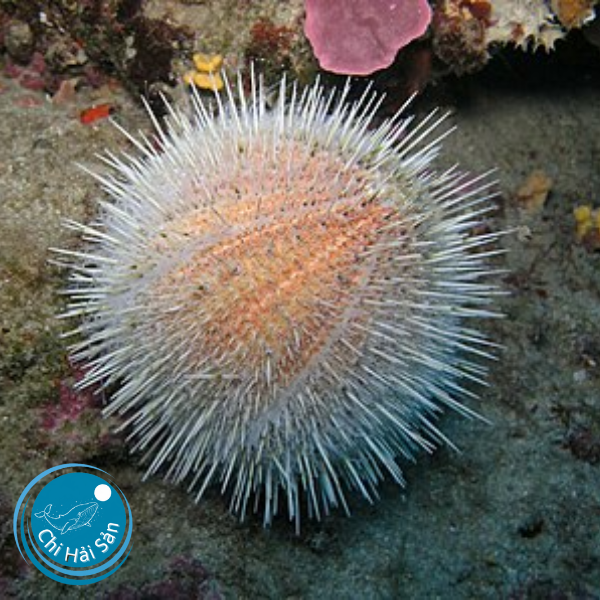 Con nhum biển (cầu gai)