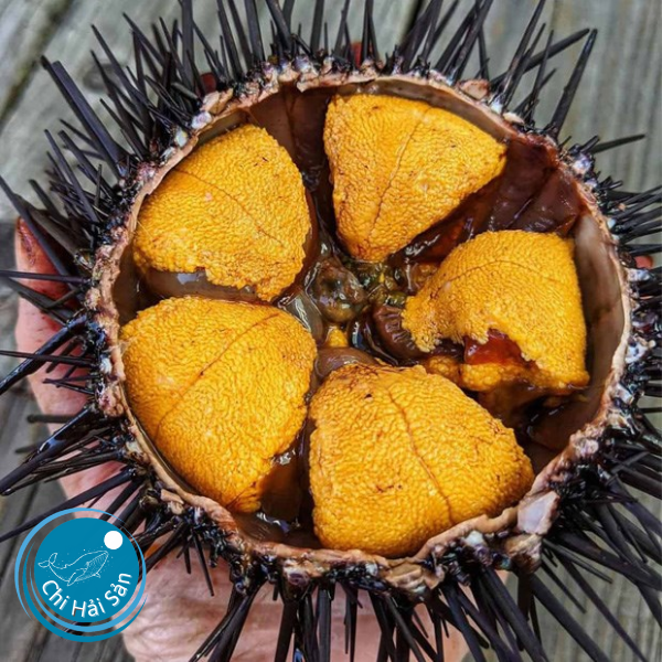 Giá trị dinh dưỡng cao từ trứng nhum